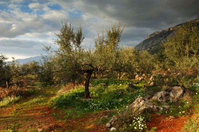 In the Garden