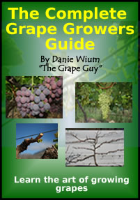 grapevine pests