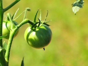 tomato