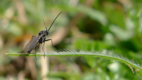 fungus gnats