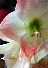 Amaryllis