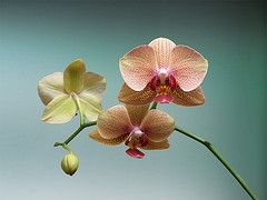 Phalaenopsis