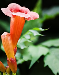 Hummingbird Vines